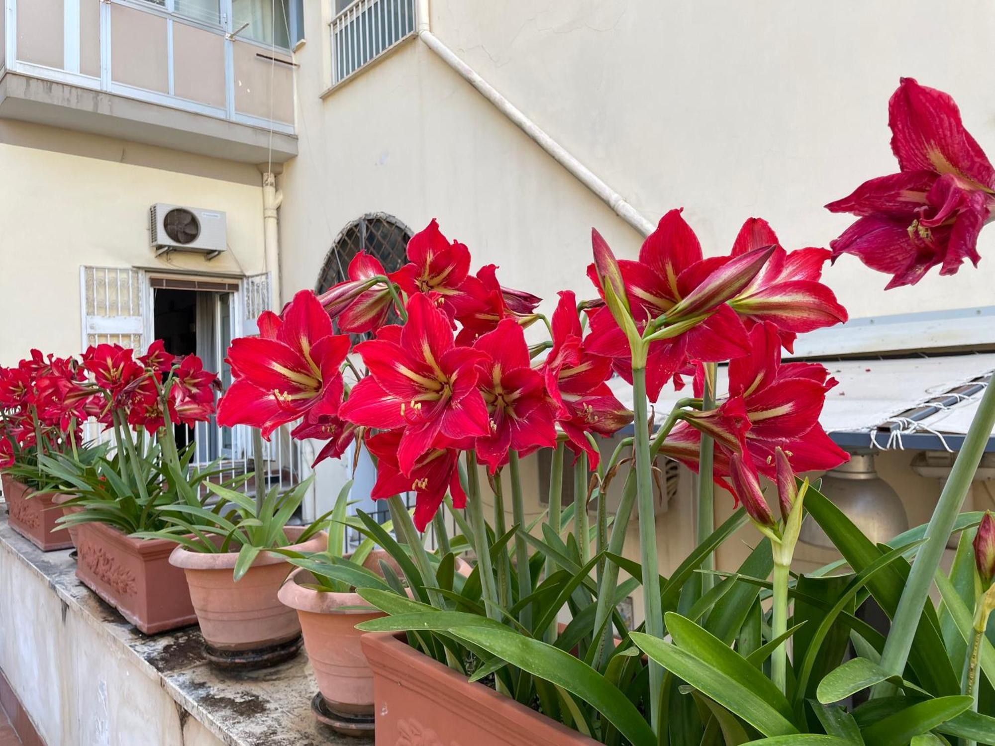 Il Giglio Rosso Appartement Napels Buitenkant foto